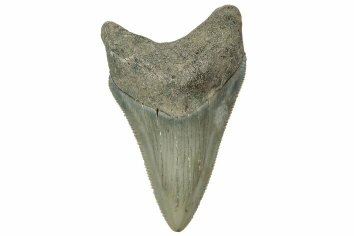 Juvenile Megalodon Tooth - South Carolina #321438